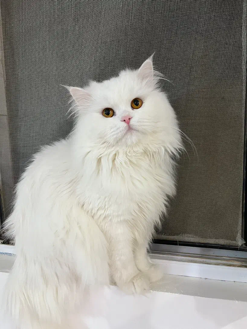 گربه پرشین کلاسیک اصیل|گربه|گناباد, |دیوار