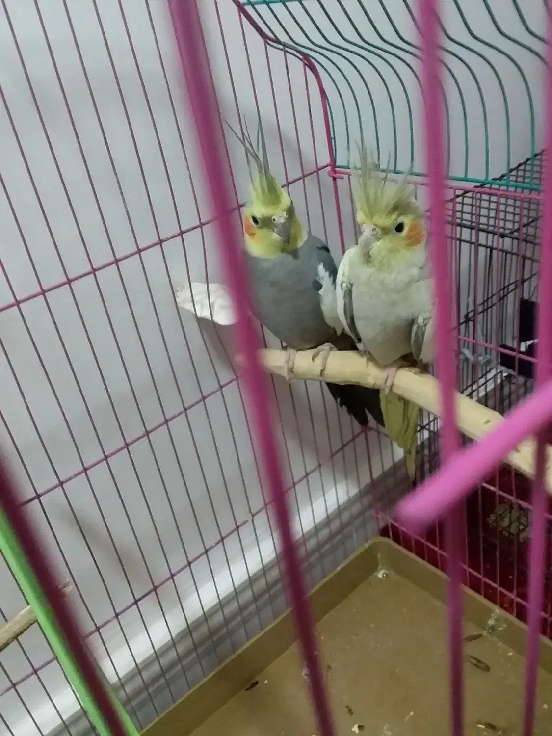 یک جفت عروس هلندی کاملا سالم و مولد|پرنده|بوکان, |دیوار