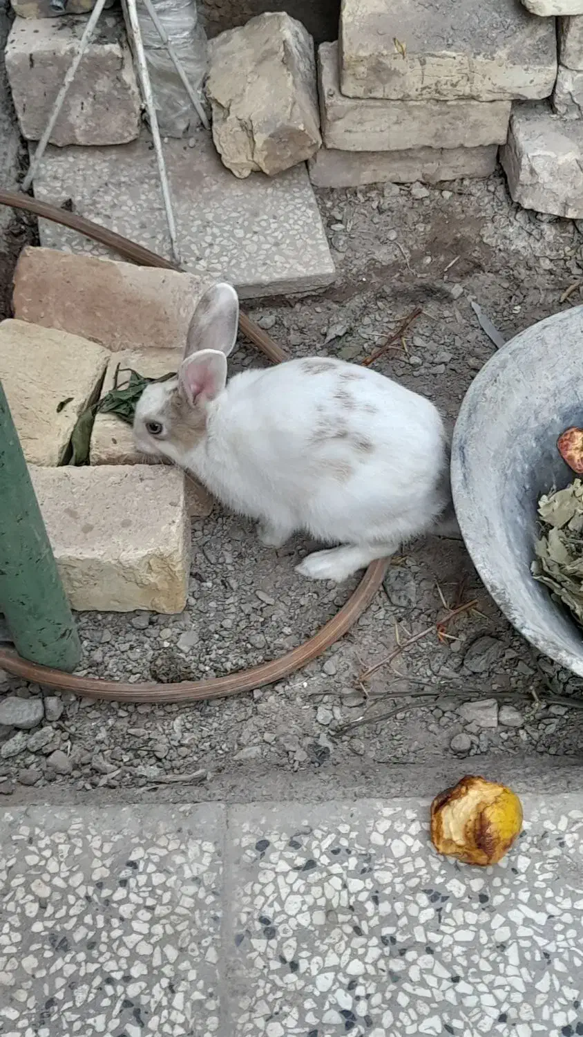 خرگوش نازو باتربیت|موش و خرگوش|بیرجند, |دیوار