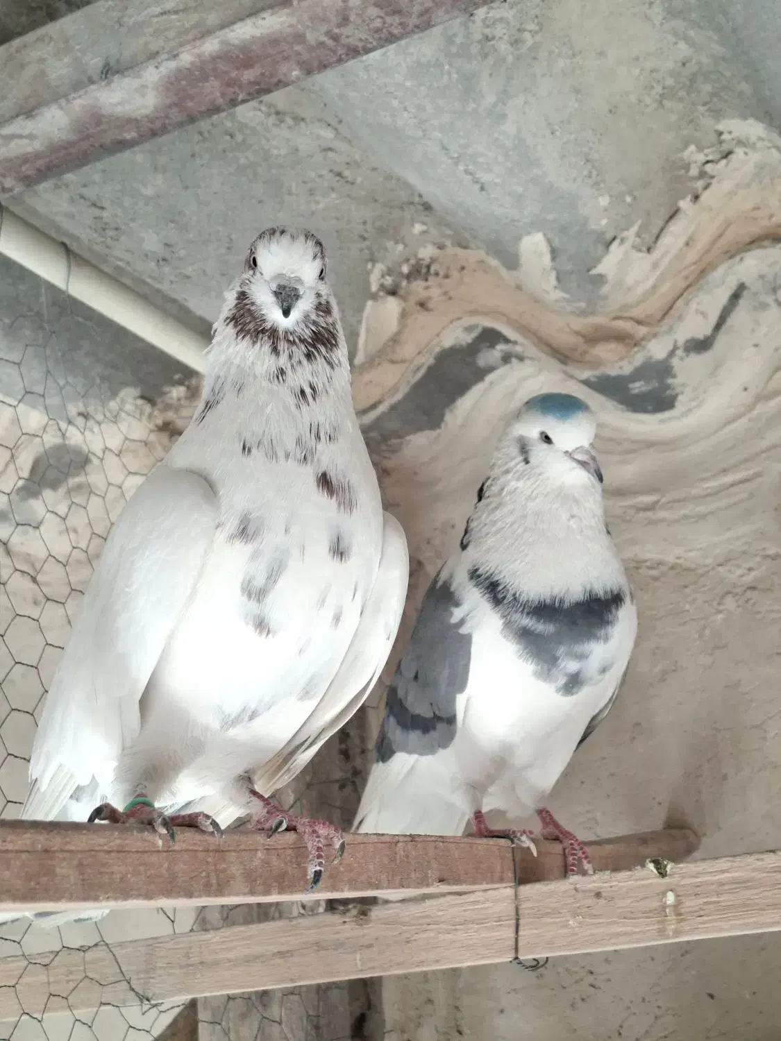 کفتر نر پشت سبز چشم سفید|پرنده|فردیس, داوری|دیوار