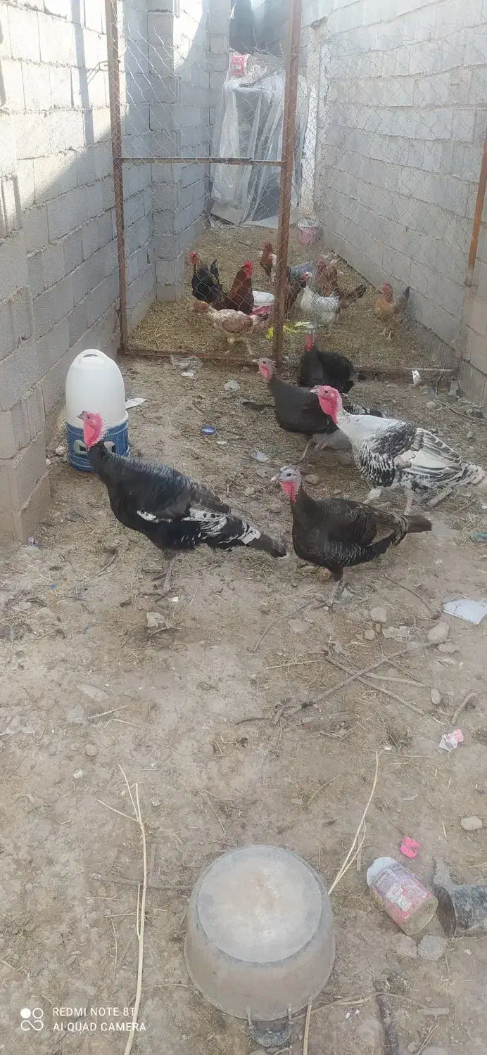 بقلمون|حیوانات مزرعه|مشهد, خواجه ربیع|دیوار