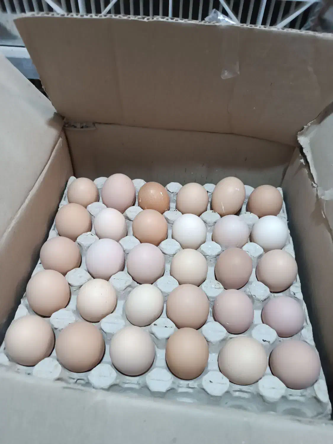 تخم مرغ محلی گلپایگان|خوردنی و آشامیدنی|مشهد, تربیت (صدف)|دیوار