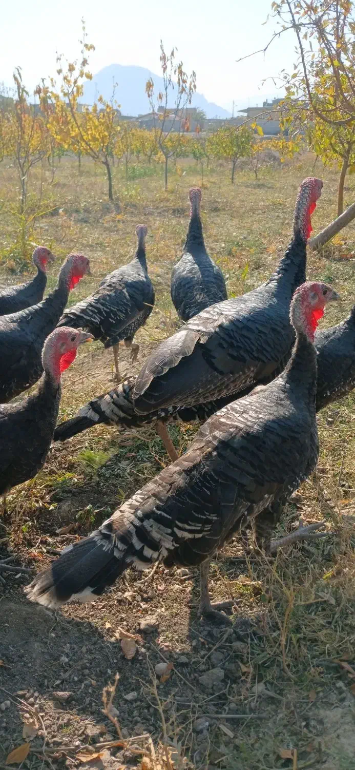 فروش بوقلمون ۶ ماهه|حیوانات مزرعه|سیه رود, |دیوار