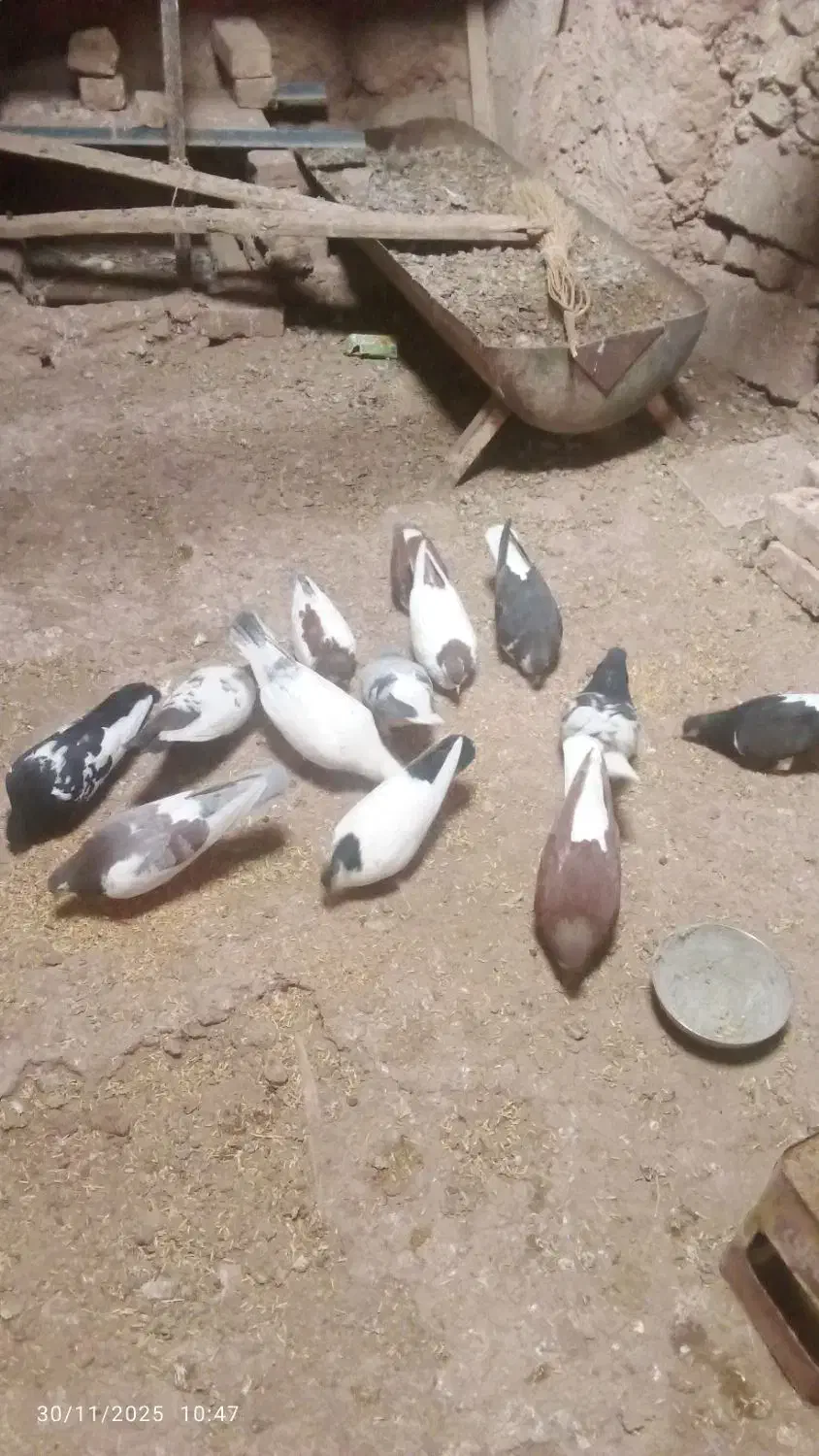 کبوترها همه سالم|پرنده|میان جلگه, |دیوار