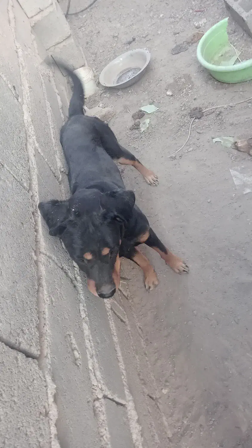 سگ رووت فایلدرماده|سگ|جیرفت, |دیوار