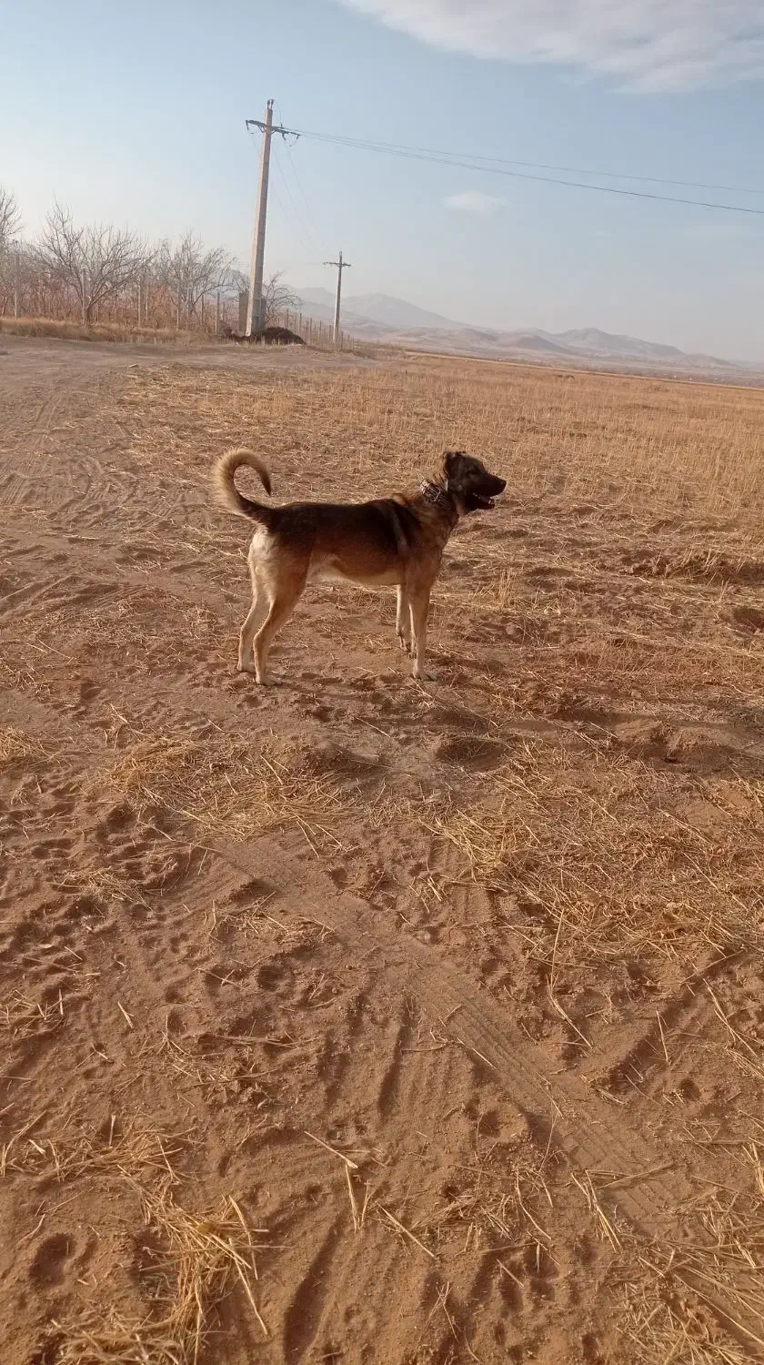 سگ سرابی|سگ|ابهر, |دیوار