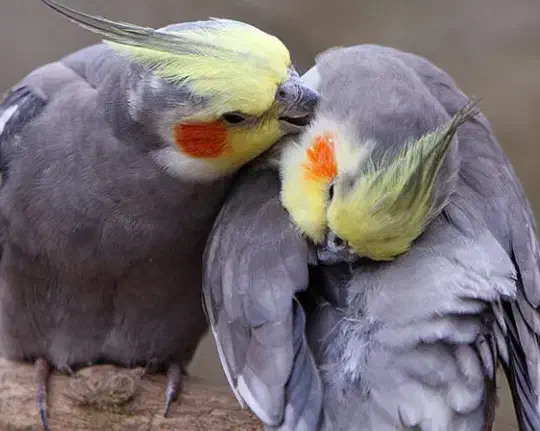 عروس هلندی جفت|پرنده|دورود, |دیوار