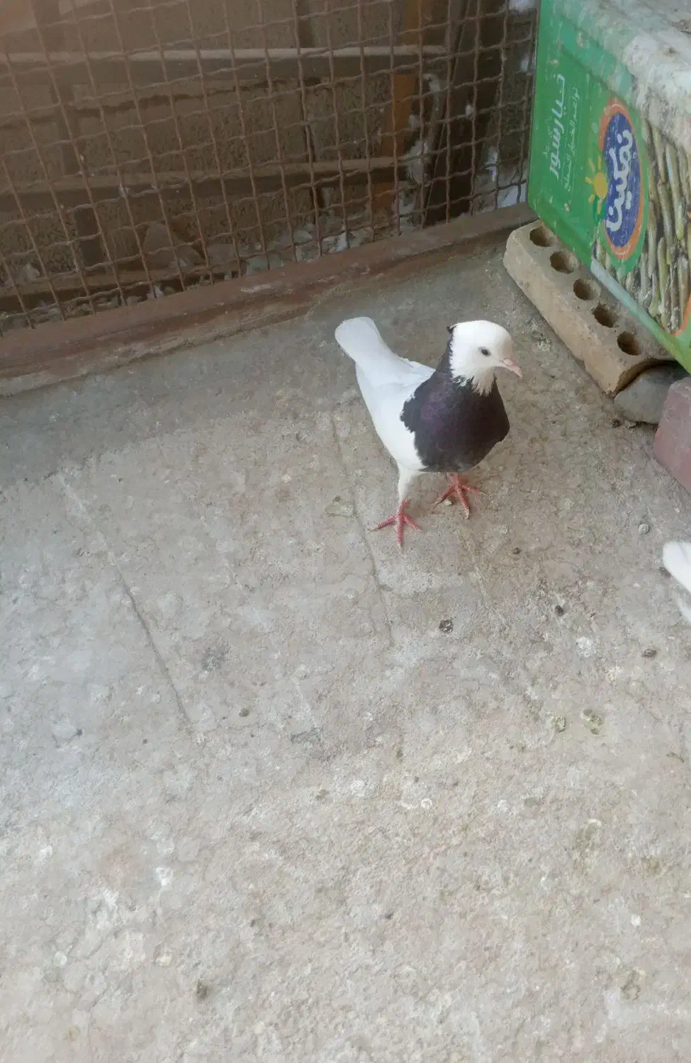 کبوتر طوقی فروش|پرنده|جیرفت, |دیوار