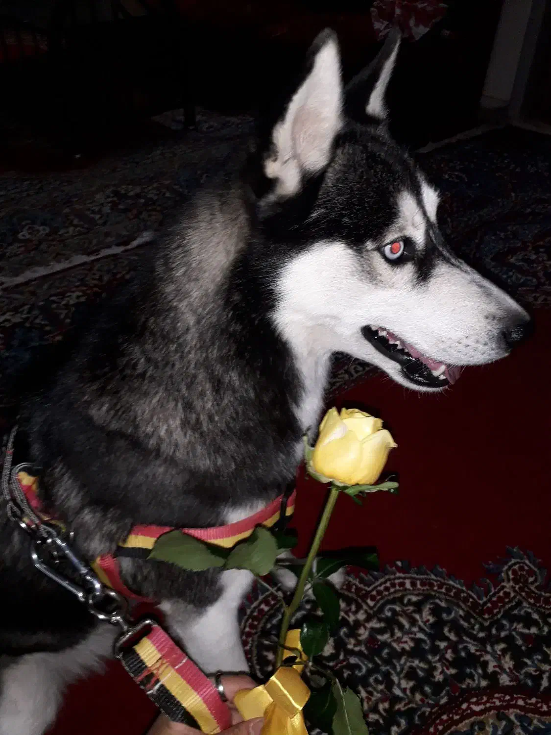 سگ هاسکی اصیل|سگ|کرمان, |دیوار