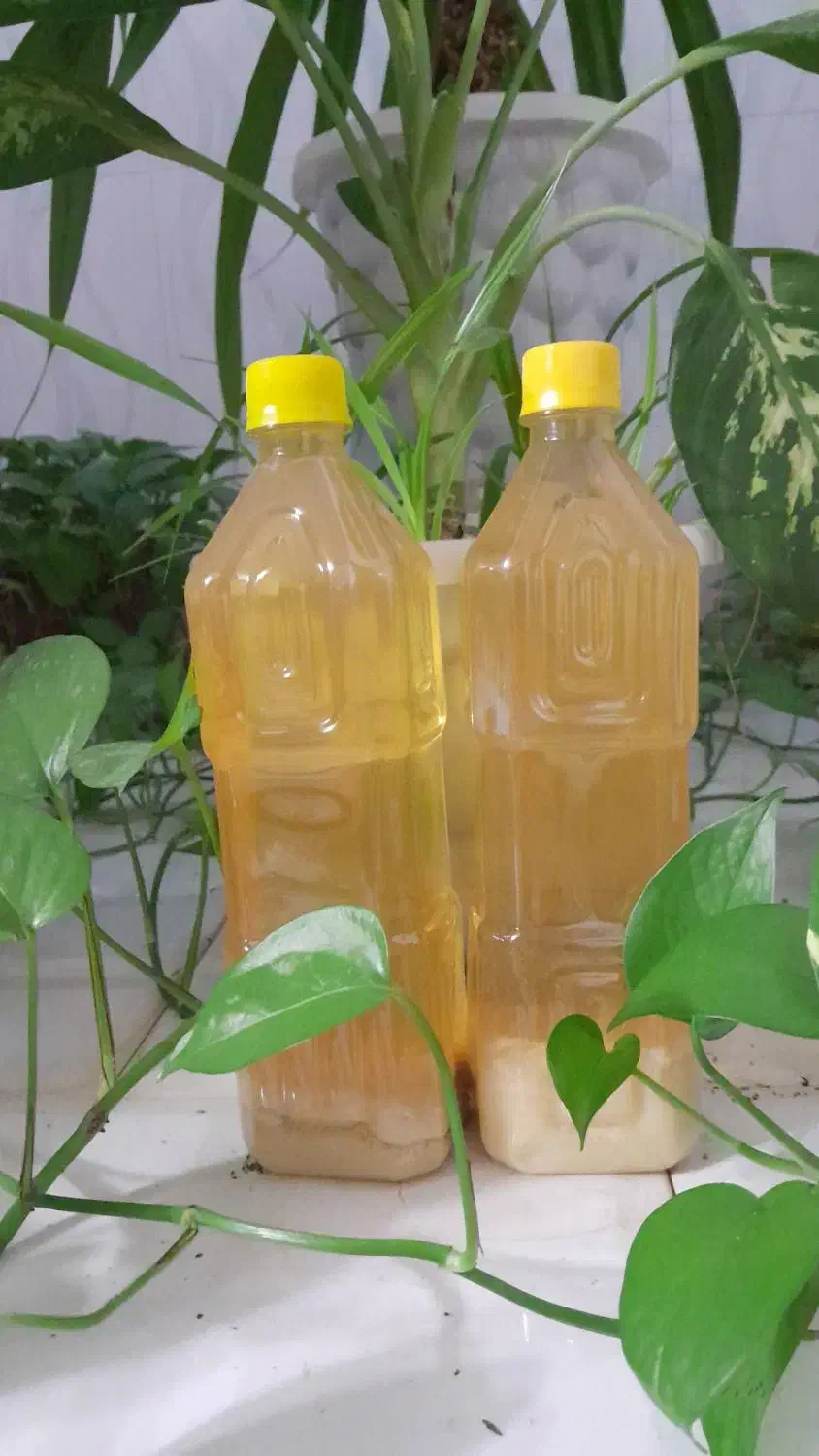 آبلیمو|خوردنی و آشامیدنی|خفر, |دیوار