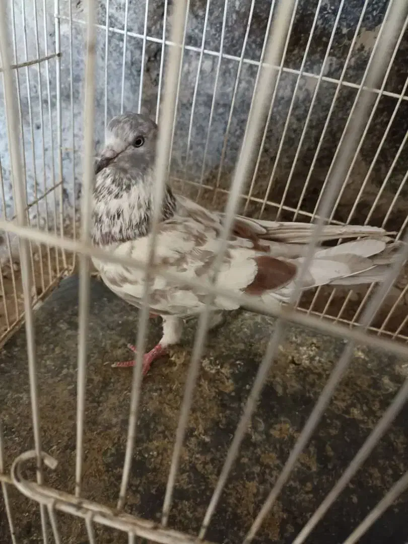 اکبر خوب|پرنده|مینودشت, |دیوار