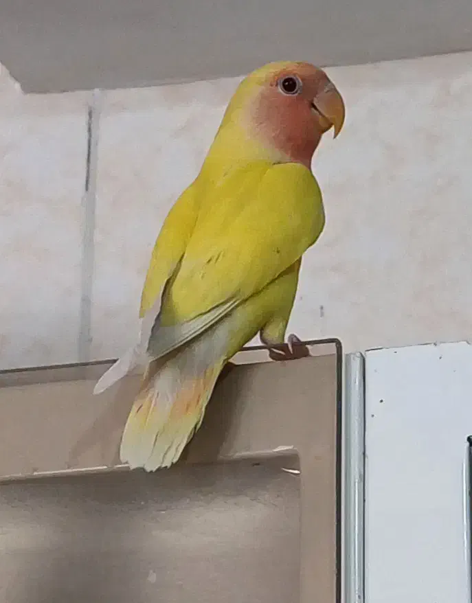 طوطی کوتوله صورت هلویی|پرنده|رفسنجان, |دیوار