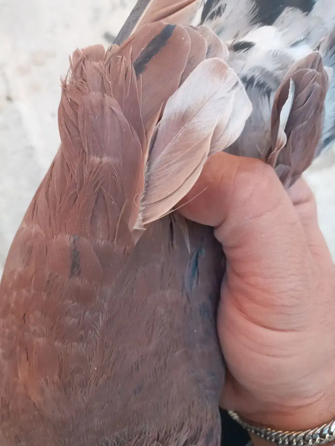 کفتر سرخ عتیقه|پرنده|برخوار, |دیوار