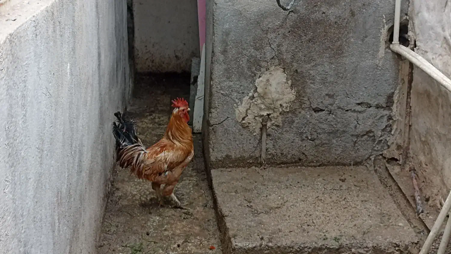 خروس|حیوانات مزرعه|بوشهر, |دیوار