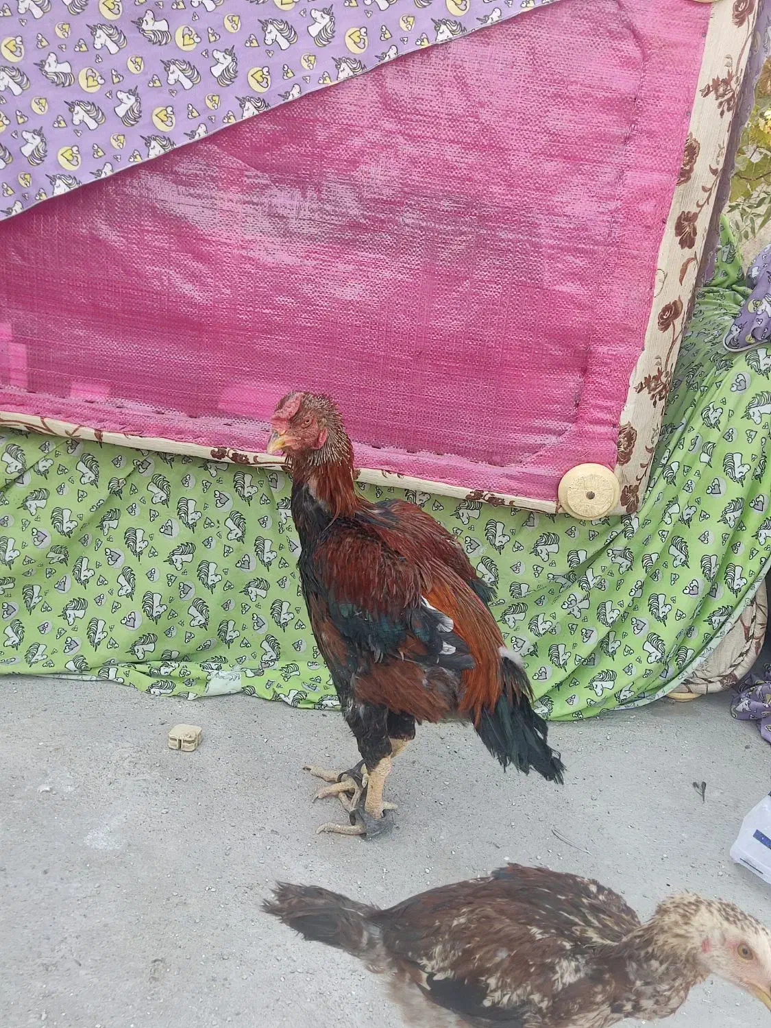 لاری|حیوانات مزرعه|چگنی, |دیوار