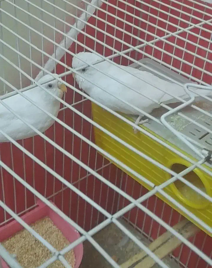 مرغ عشق|پرنده|مشهد, راه آهن|دیوار