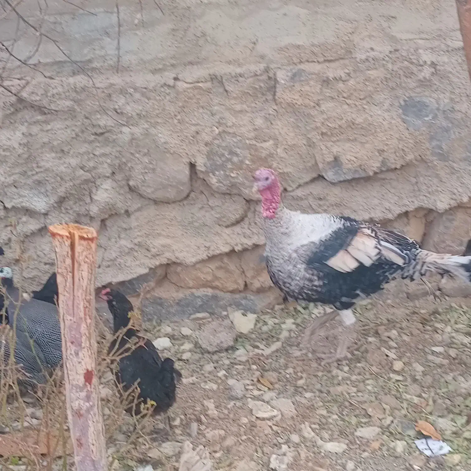 بوقلمون درجه یک|حیوانات مزرعه|کوهرنگ, |دیوار