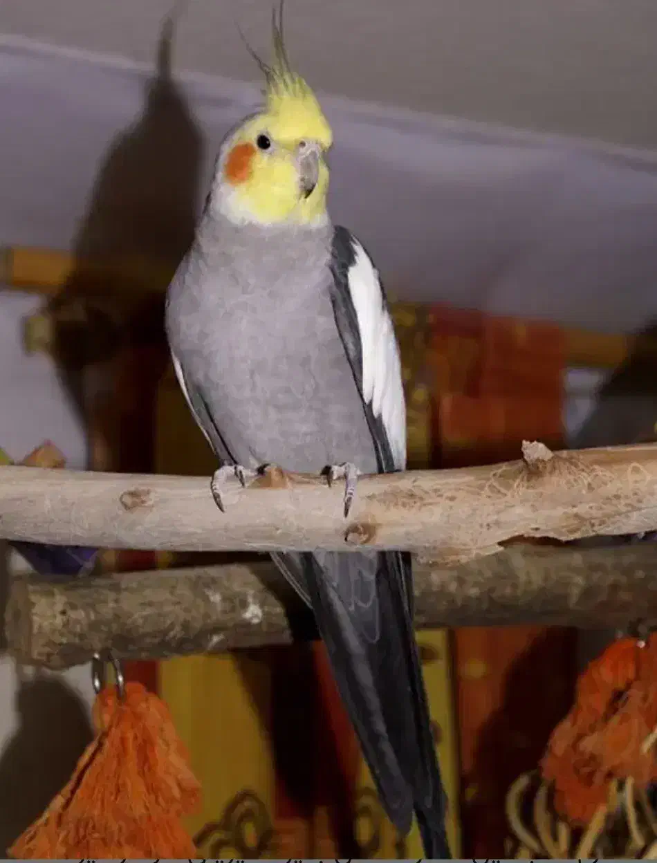 یک عدد عروس هندی گمشده|حیوانات|تهران, تجریش|دیوار