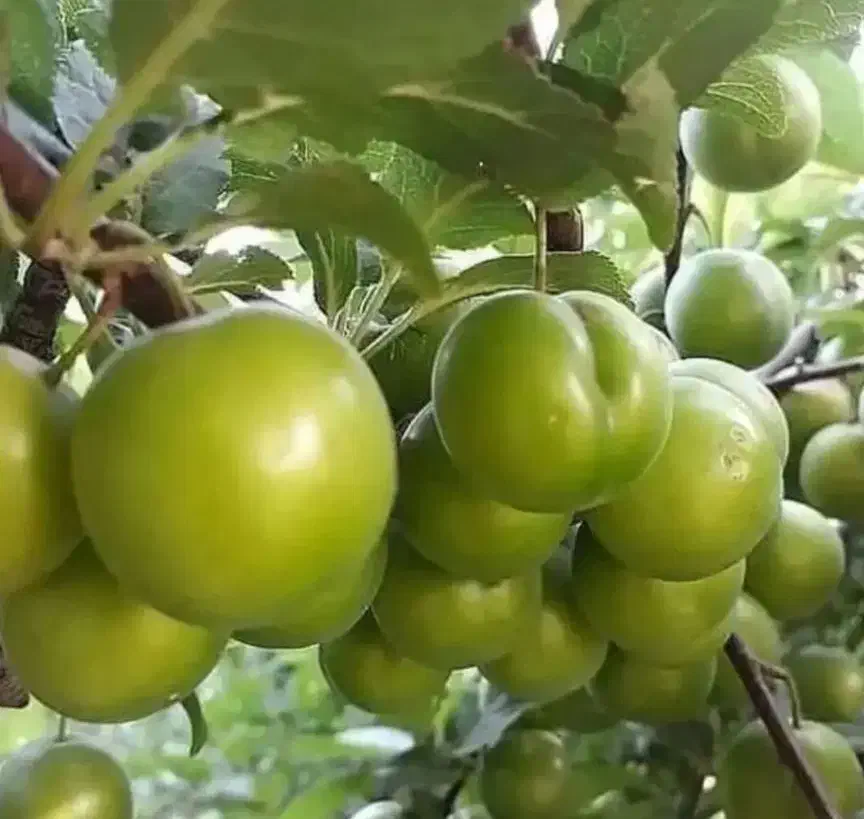 پیش فروش نهال|خدمات باغبانی و درختکاری|مرند, |دیوار