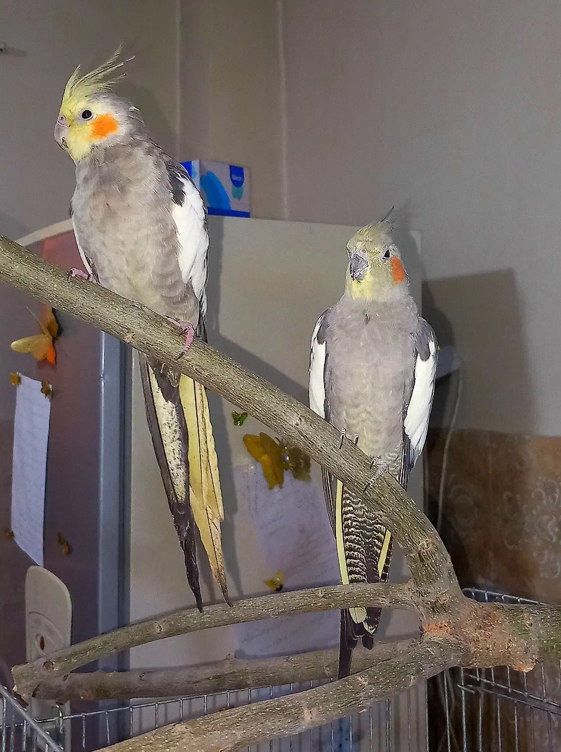 عروس هلندی|پرنده|شهریار, شهرک وائین|دیوار