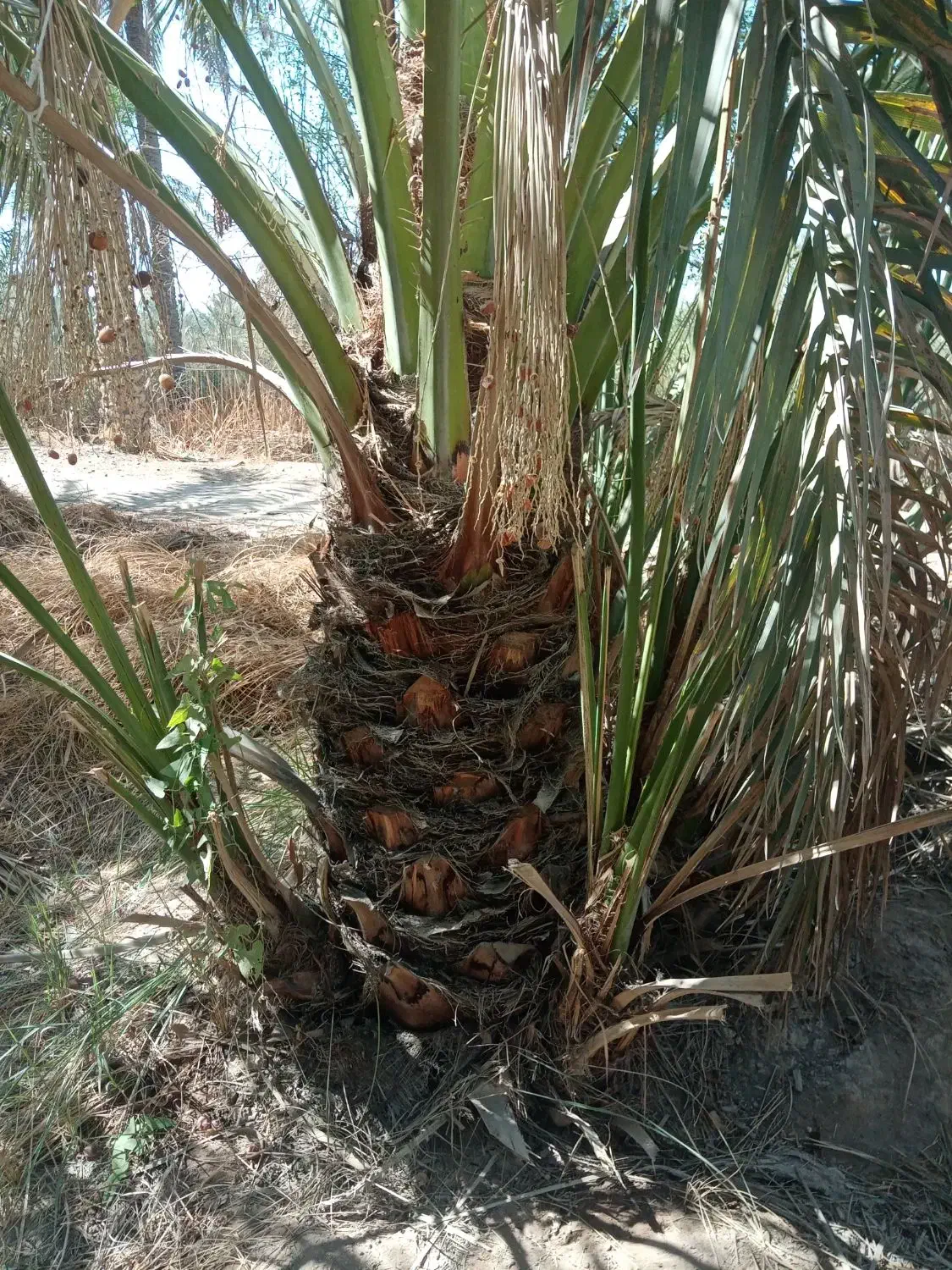 پاجوش برحی|گل و گیاه طبیعی|بندر امام خمینی, |دیوار