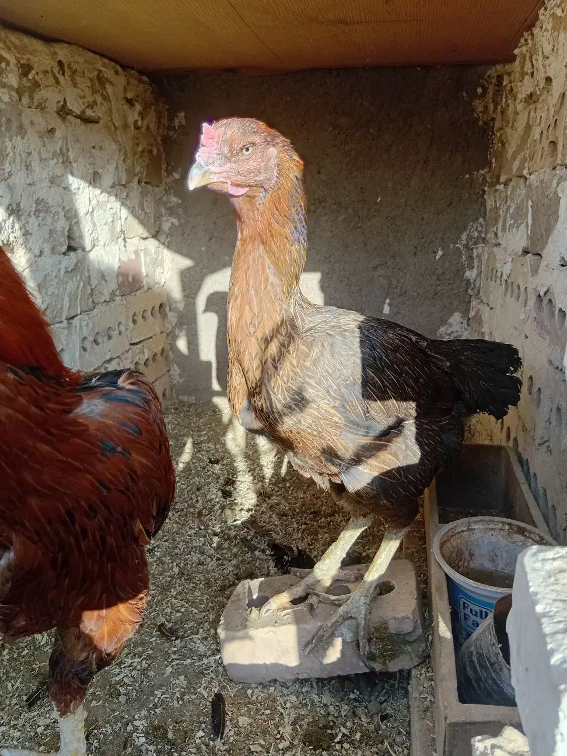 خروس و مرغ لاری|حیوانات مزرعه|تربت جام, والفجر|دیوار