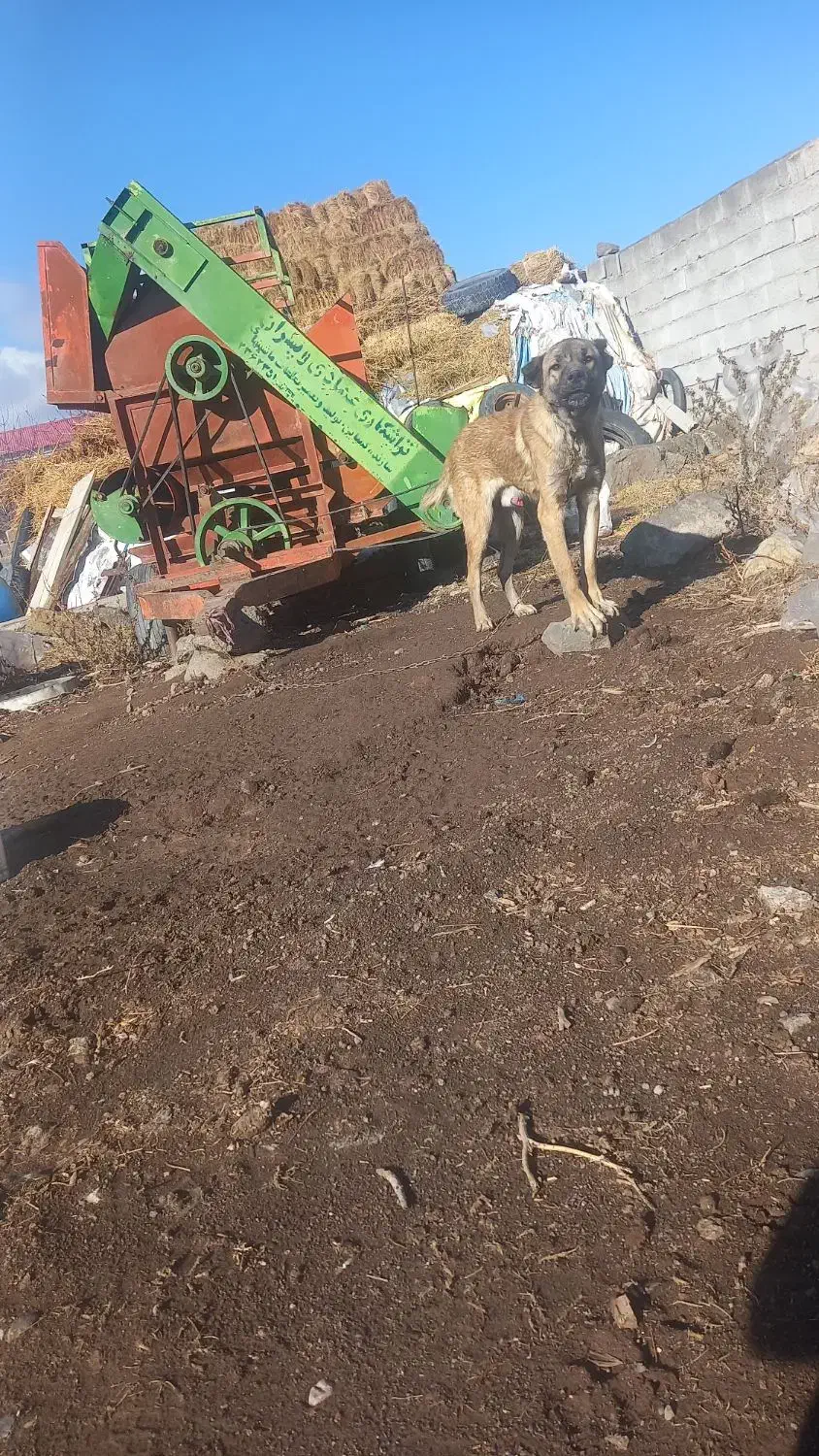 توله سرابی|سگ|هیر, |دیوار