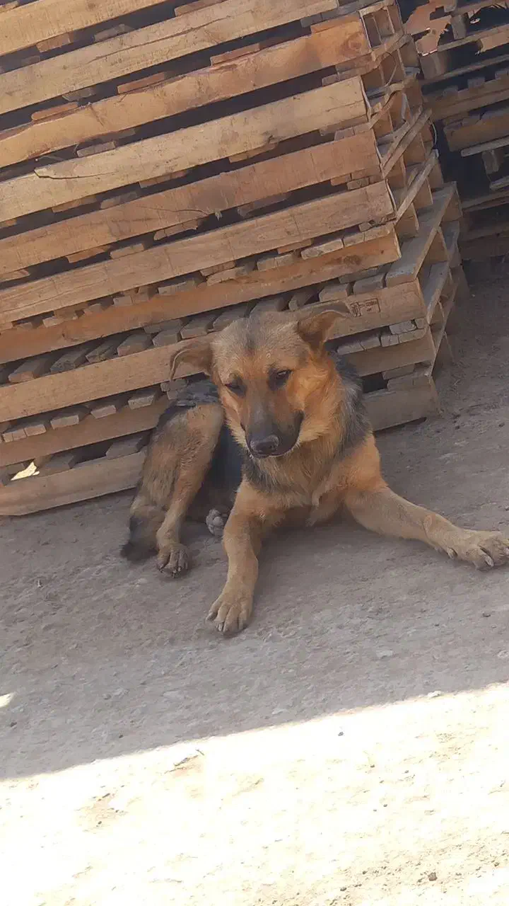 سگ دو نسلع|سگ|اشتهارد, |دیوار