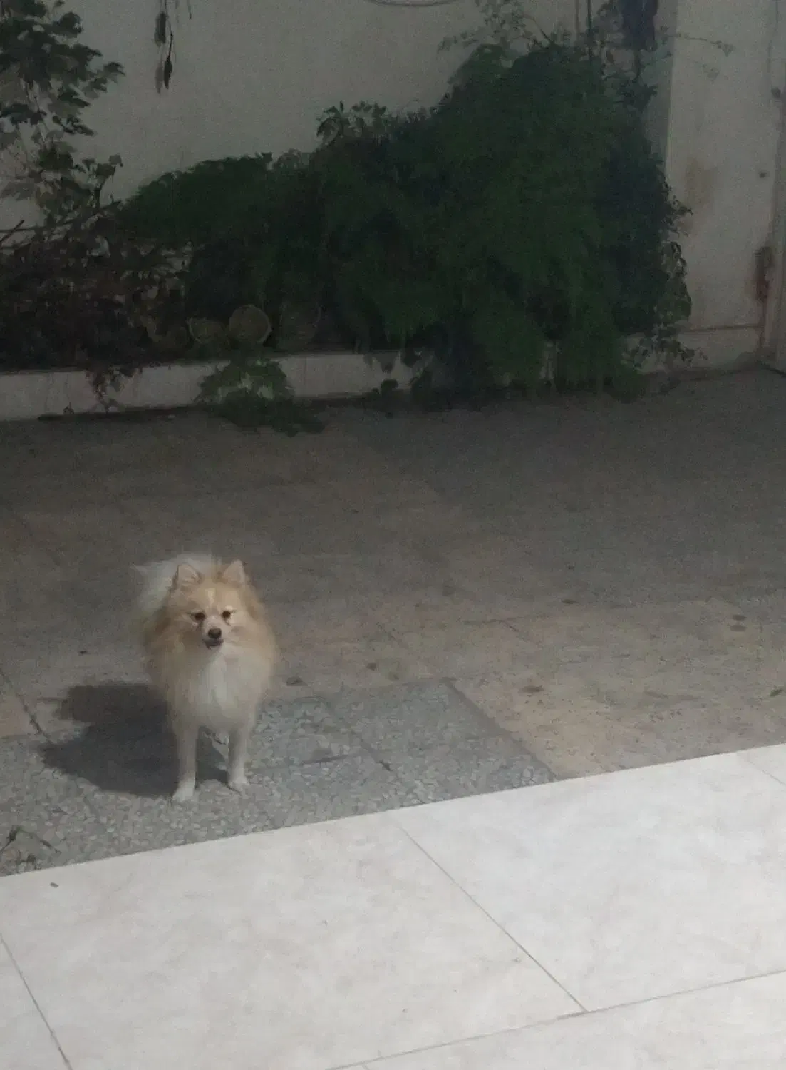 سگ پامرانیان ماده|سگ|ساری, |دیوار