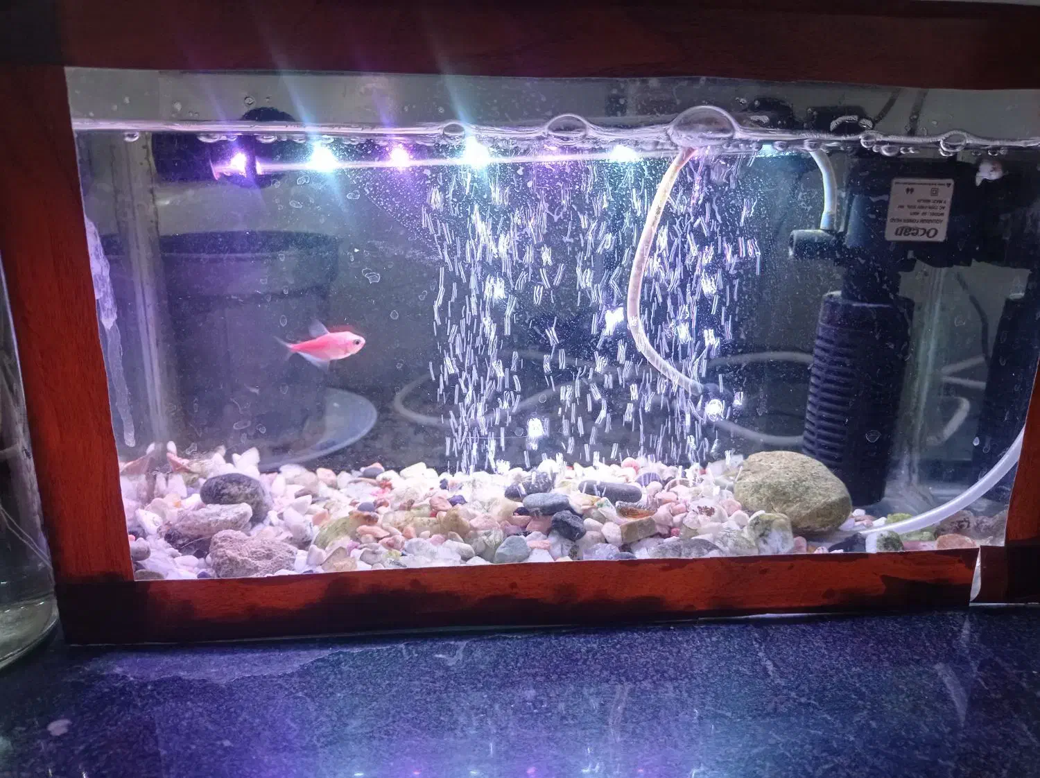 وسایل آکواریوم کوچک|ماهی|خرمآباد, |دیوار