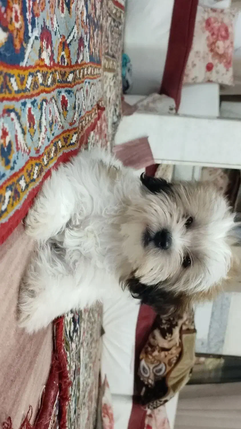 دوتا سگ پاپی بامزه و شیطون|سگ|کاشان, کارگر|دیوار