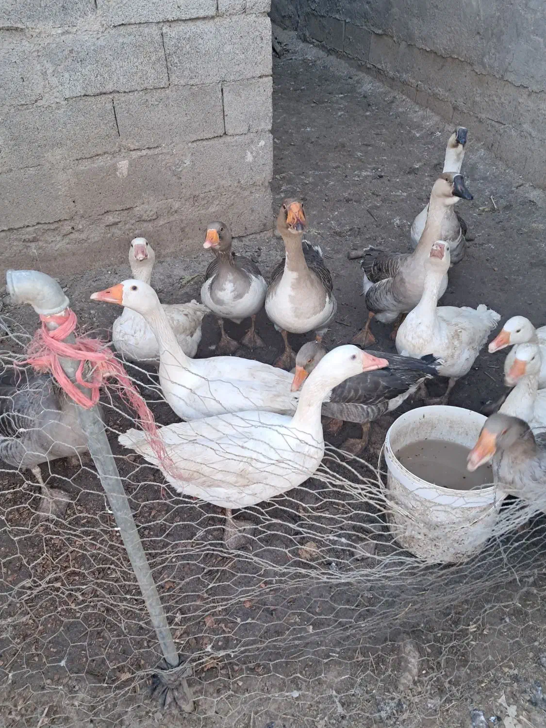 غاز معمولی چاق و چله|حیوانات مزرعه|الشتر, |دیوار