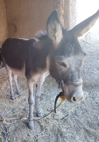 الاغغ|حیوانات مزرعه|ماهنشان, |دیوار