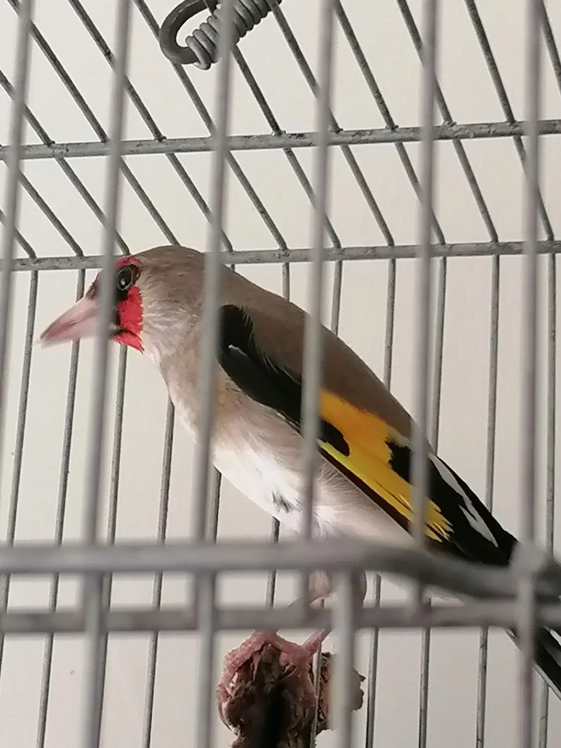 سهره|پرنده|مرودشت, پشت سایپا‎|دیوار