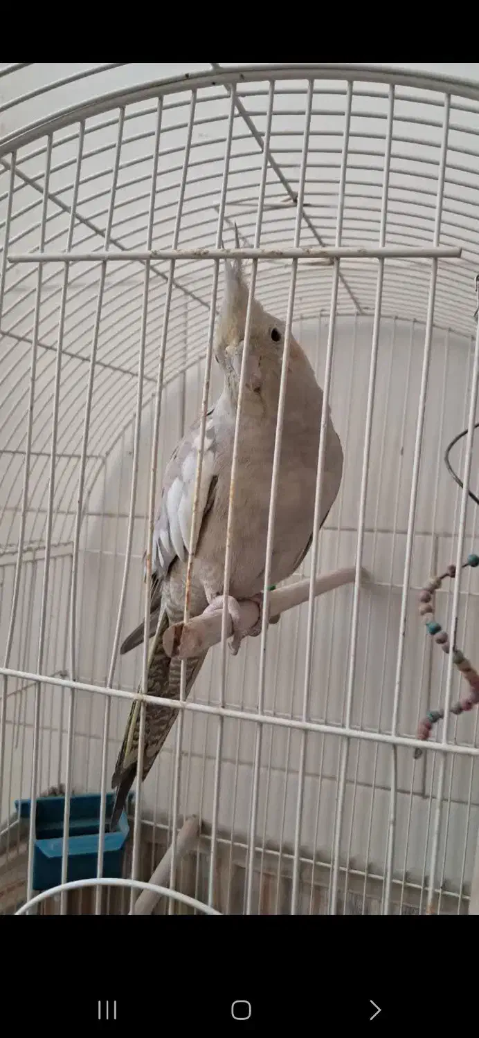 فروش مرغ عشق و عروس هلندی باهم 600|پرنده|یزد, |دیوار