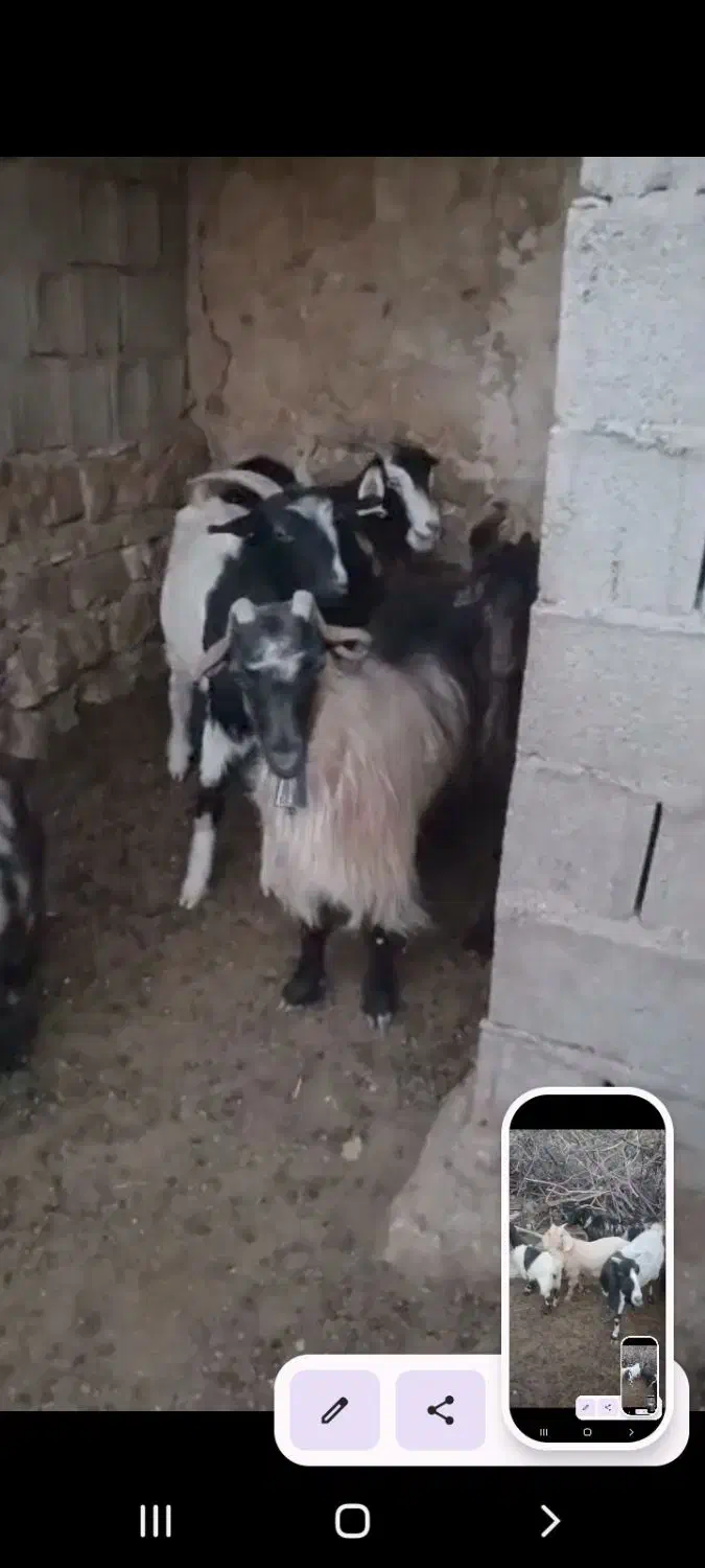 فروش.چهارده  راس بز درجه یک|حیوانات مزرعه|یاسوج, |دیوار