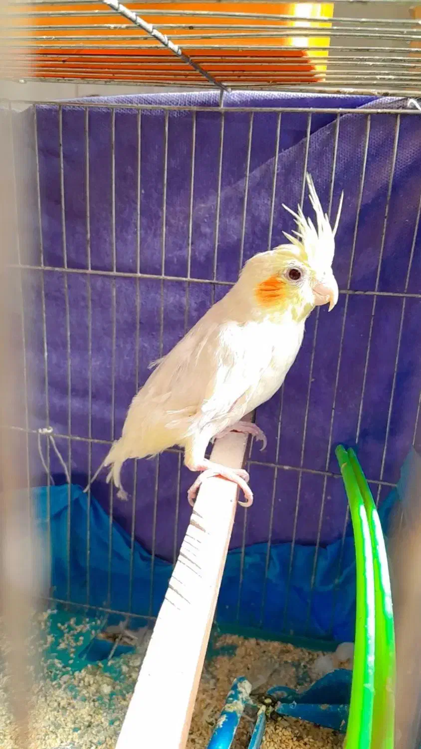 مفت عروس معامله ای|پرنده|بیرجند, |دیوار