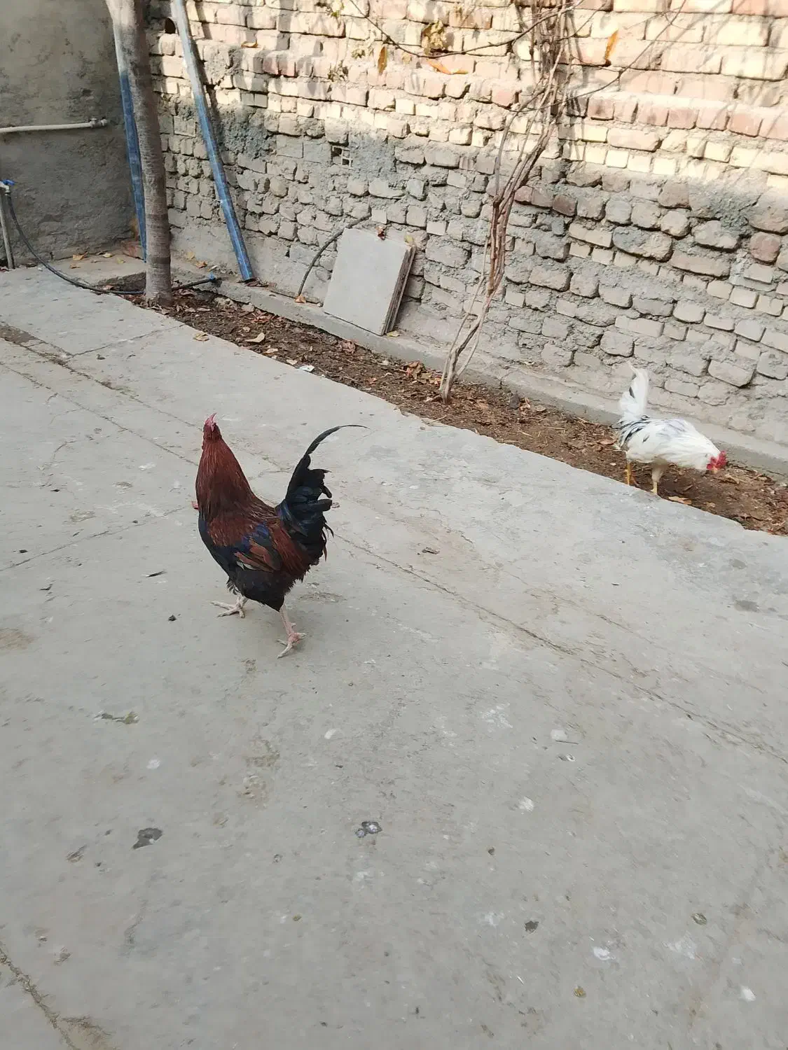 خروس فروشی گلین ومحلی|حیوانات مزرعه|کنگاور, |دیوار