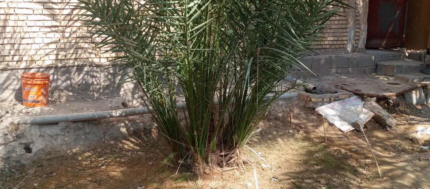 نخل سویدانی اصل|گل و گیاه طبیعی|شادگان, |دیوار