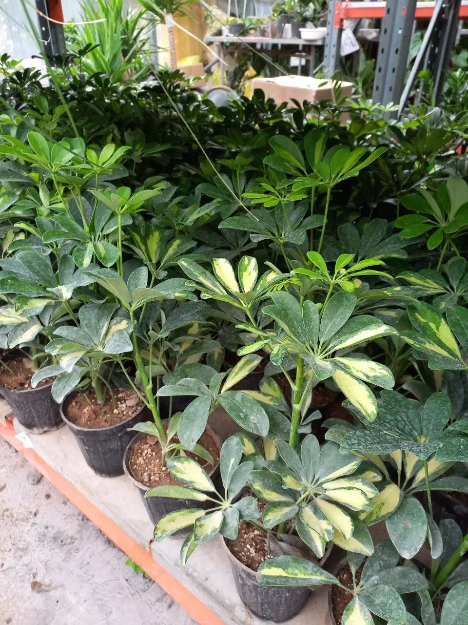 گیاه شفلرا|گل و گیاه طبیعی|تهران, عباسآباد|دیوار