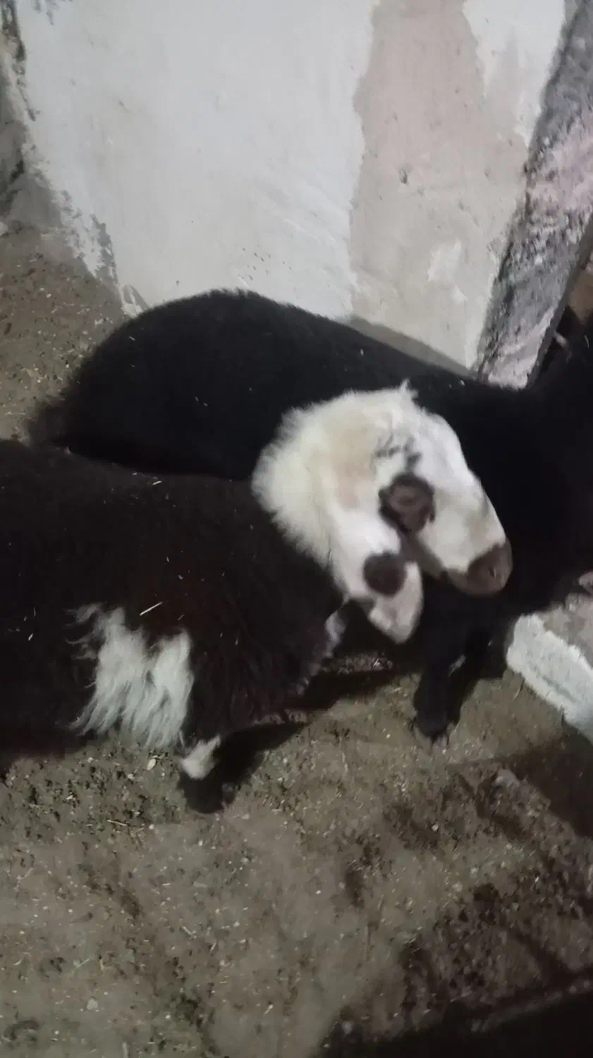 بره میش قوچ|حیوانات مزرعه|نصر آباد, |دیوار