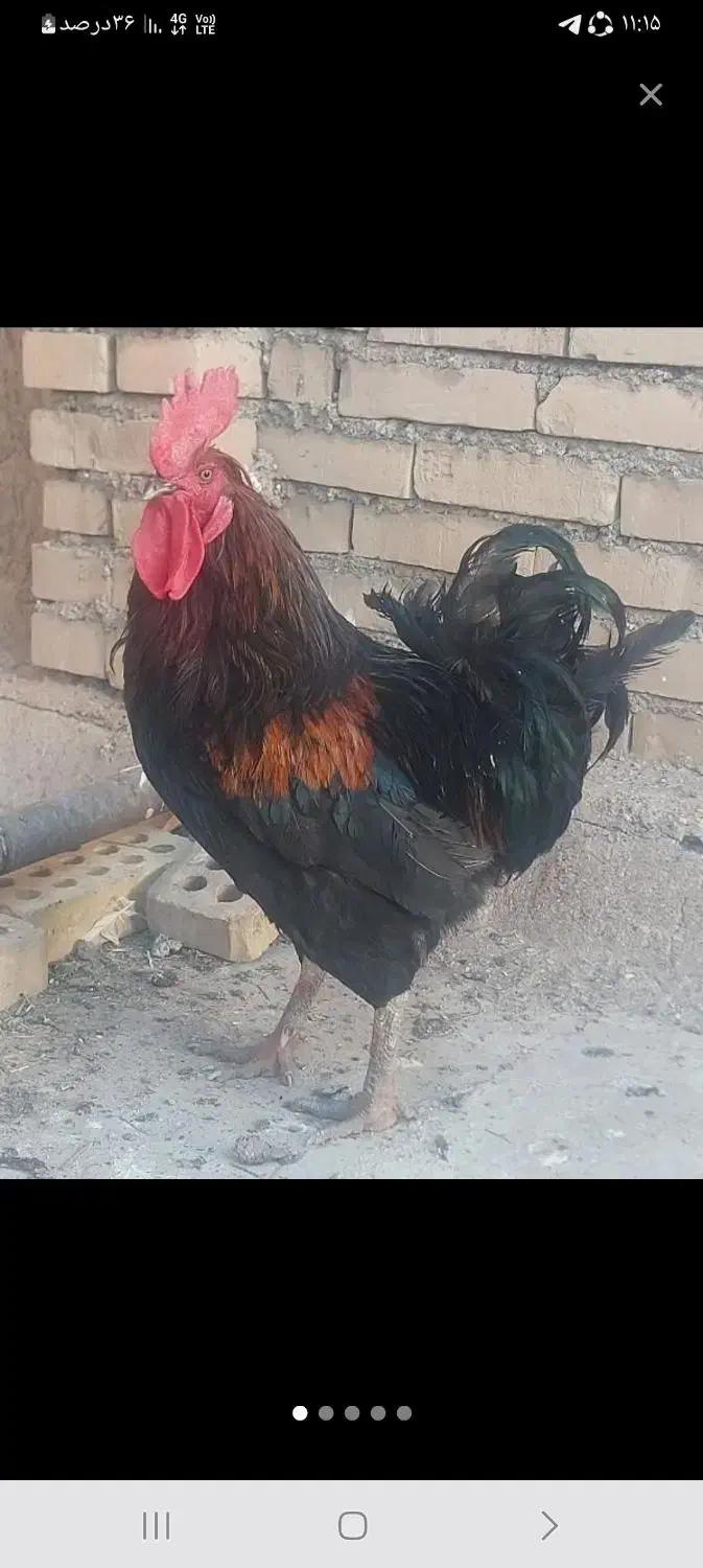مرغ و خروس و جوجه ۱ ماهه|حیوانات مزرعه|اهواز, فاز ۱ پادادشهر|دیوار
