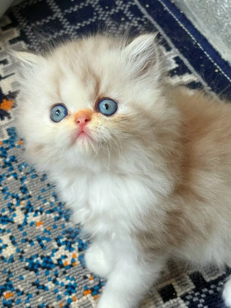 بریتیش لانگ هیر|گربه|رشت, شهرک قدس|دیوار