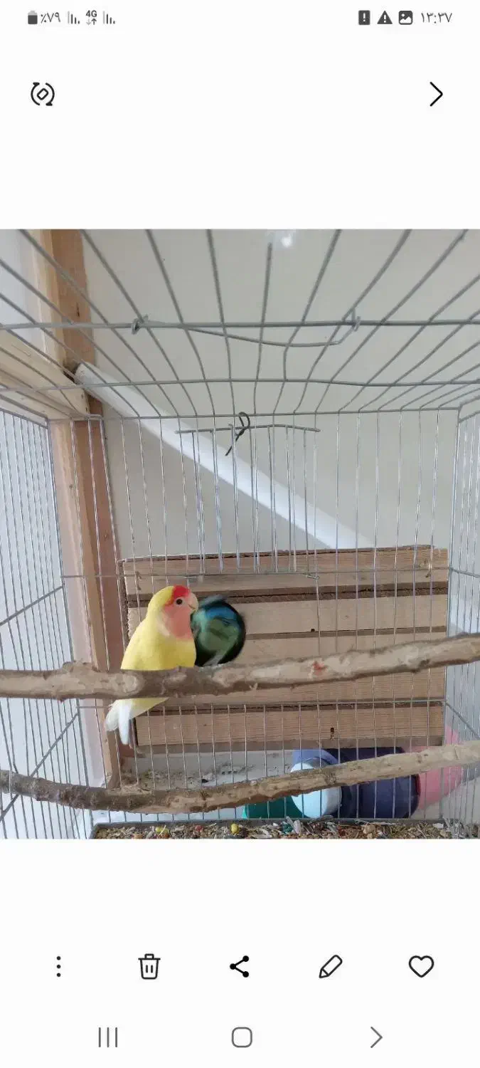 یک جفت طوطی برزیلی مولد|پرنده|بهار, |دیوار