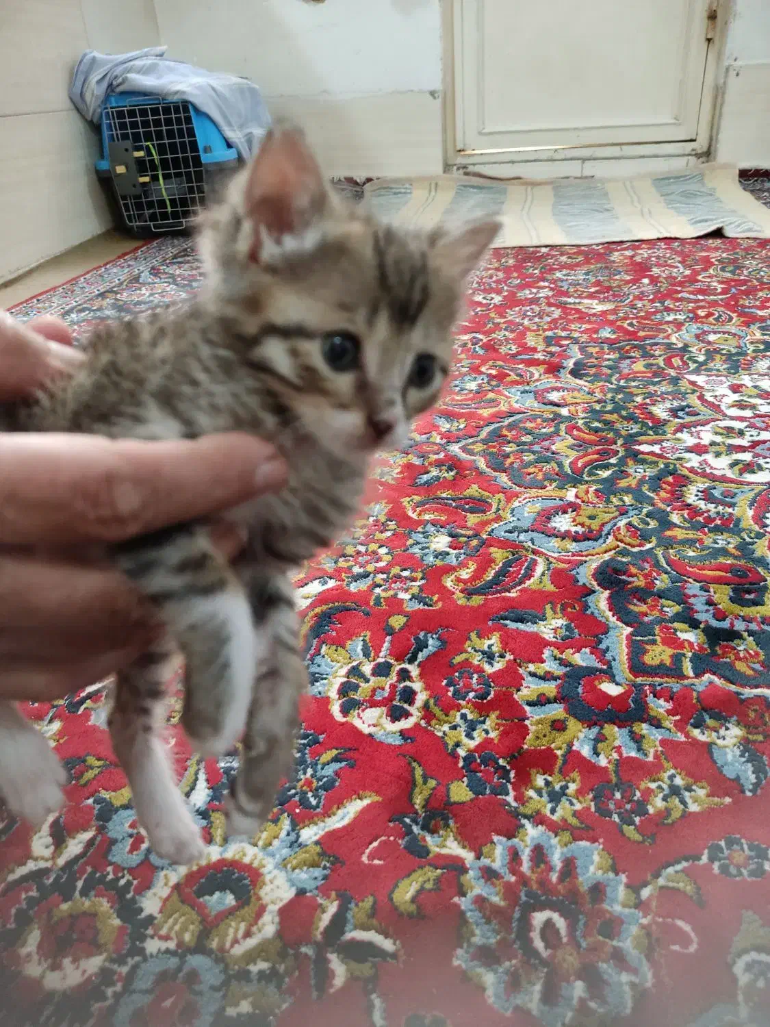 ...|گربه|قم, چهار مردان|دیوار