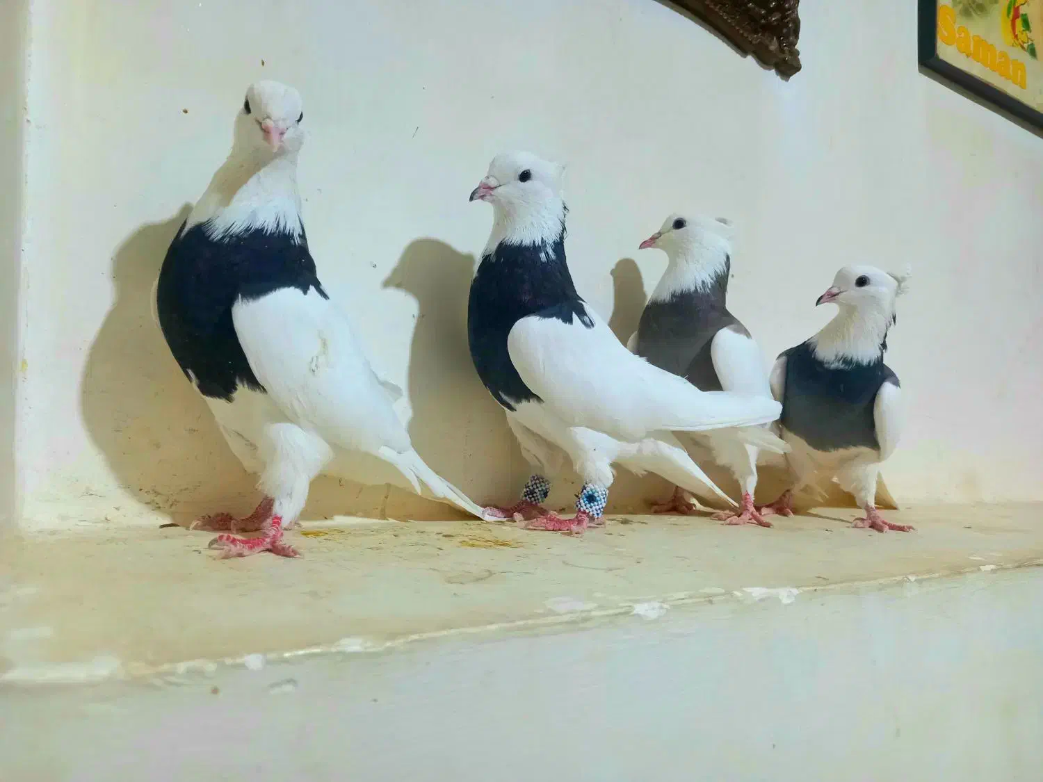 کبوتر|پرنده|رحمتآباد, |دیوار