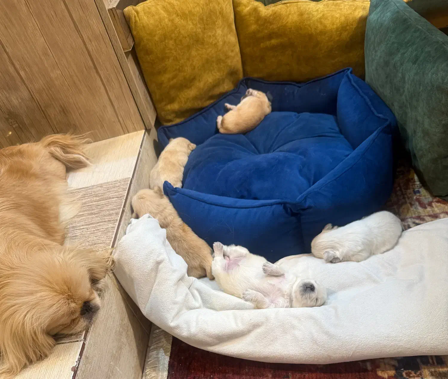 واگذاری طوله پیکینز|سگ|کرمان, |دیوار