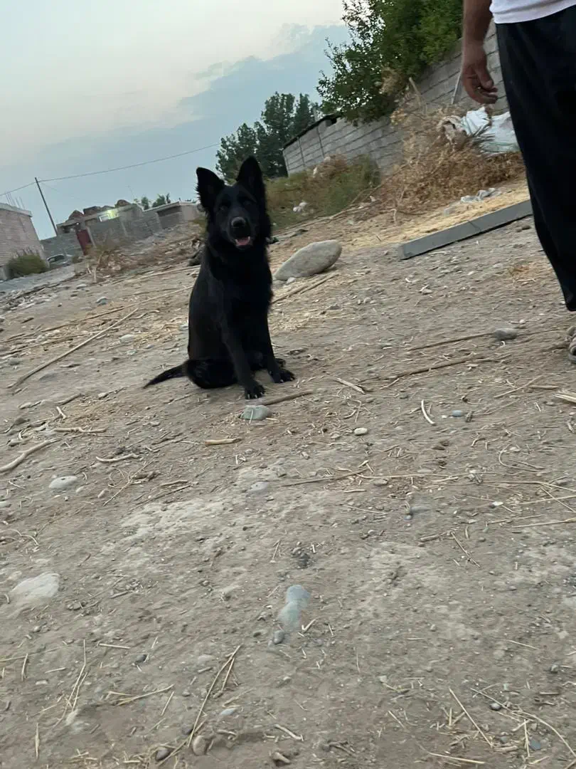 ژرمن بلک کلاس A|سگ|جیرفت, |دیوار