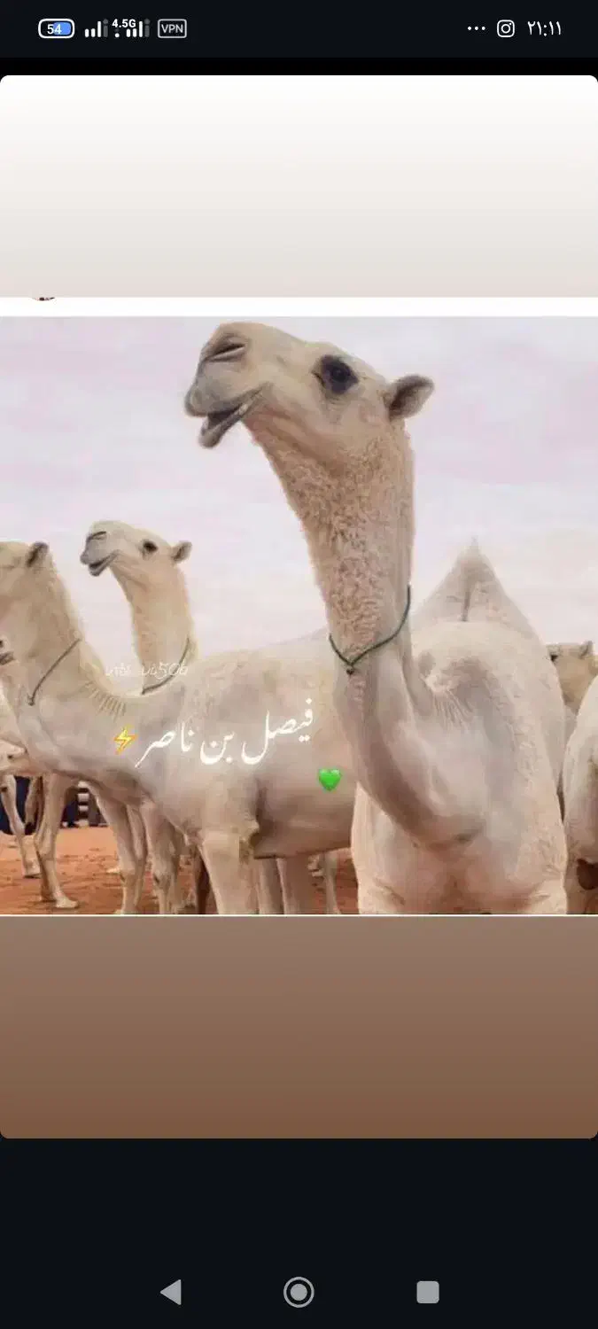 گوشت بچه شتر قلم ابی|خوردنی و آشامیدنی|قم, خاکفرج|دیوار