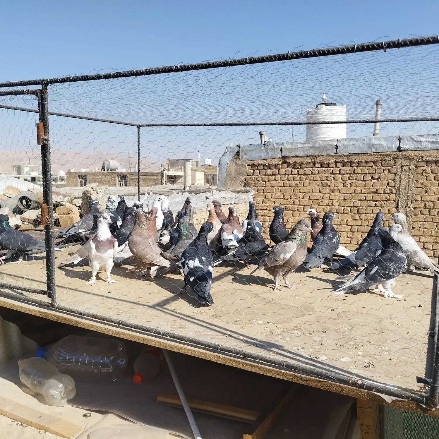 کفتر بهبونی دس اولی|پرنده|شیراز, شهرک مهرگان|دیوار